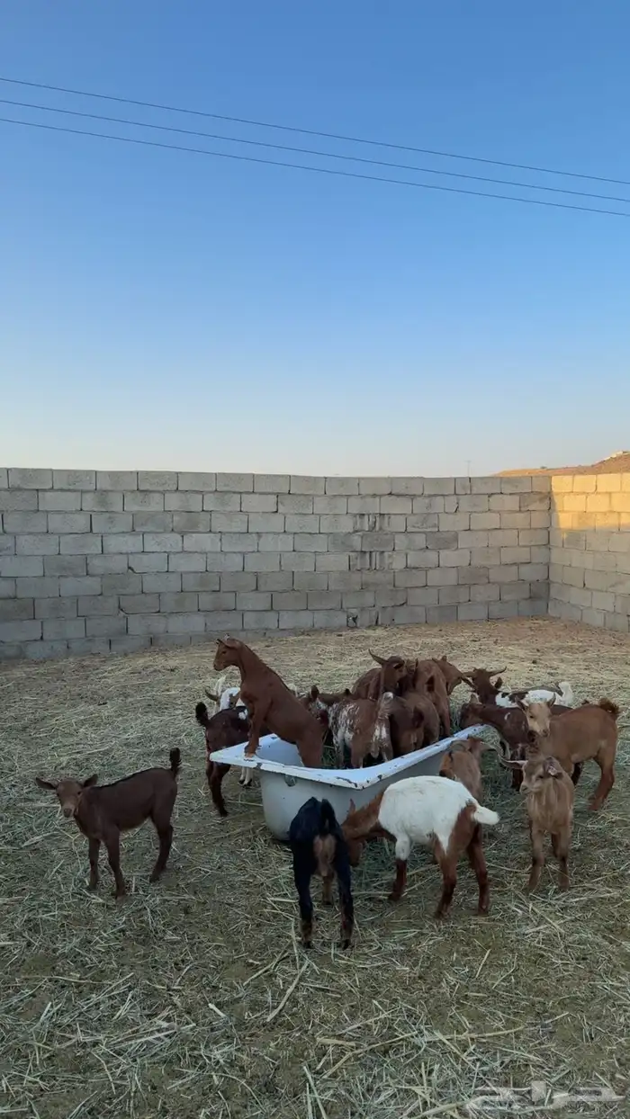 اعرض لكم معزا ولد كفوا 1