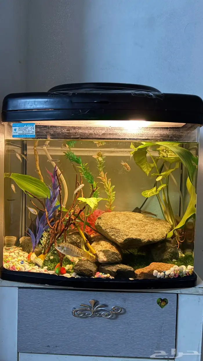 حوضين سمك للبيع مع الاسماك 1