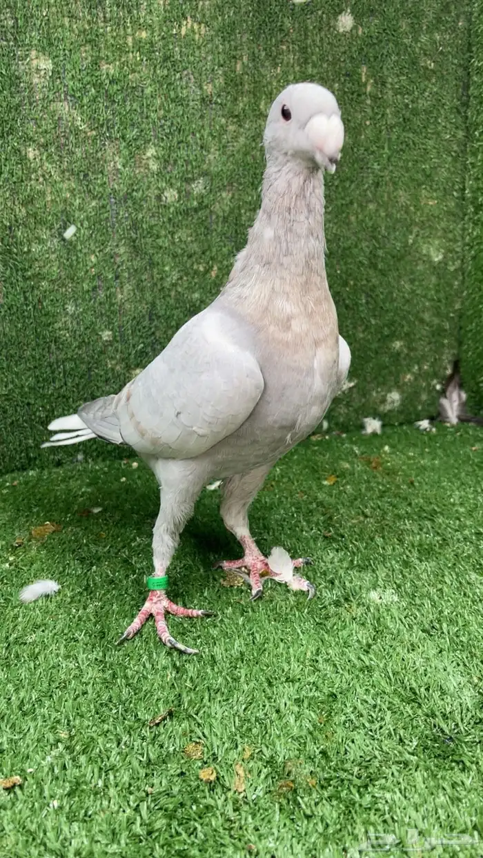 بيوتي هومر رديوس 0