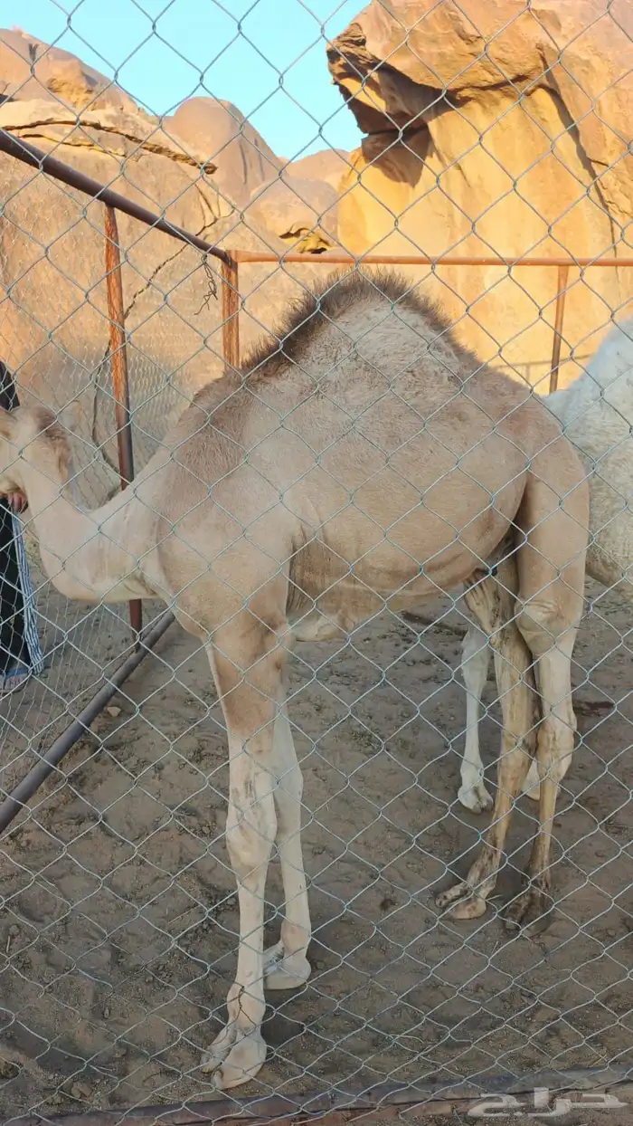 للبيع حاشي العمر 8 شهور 5