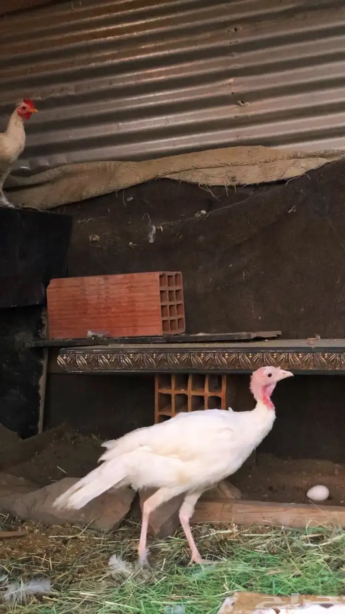 دجاج رومي طقم 3