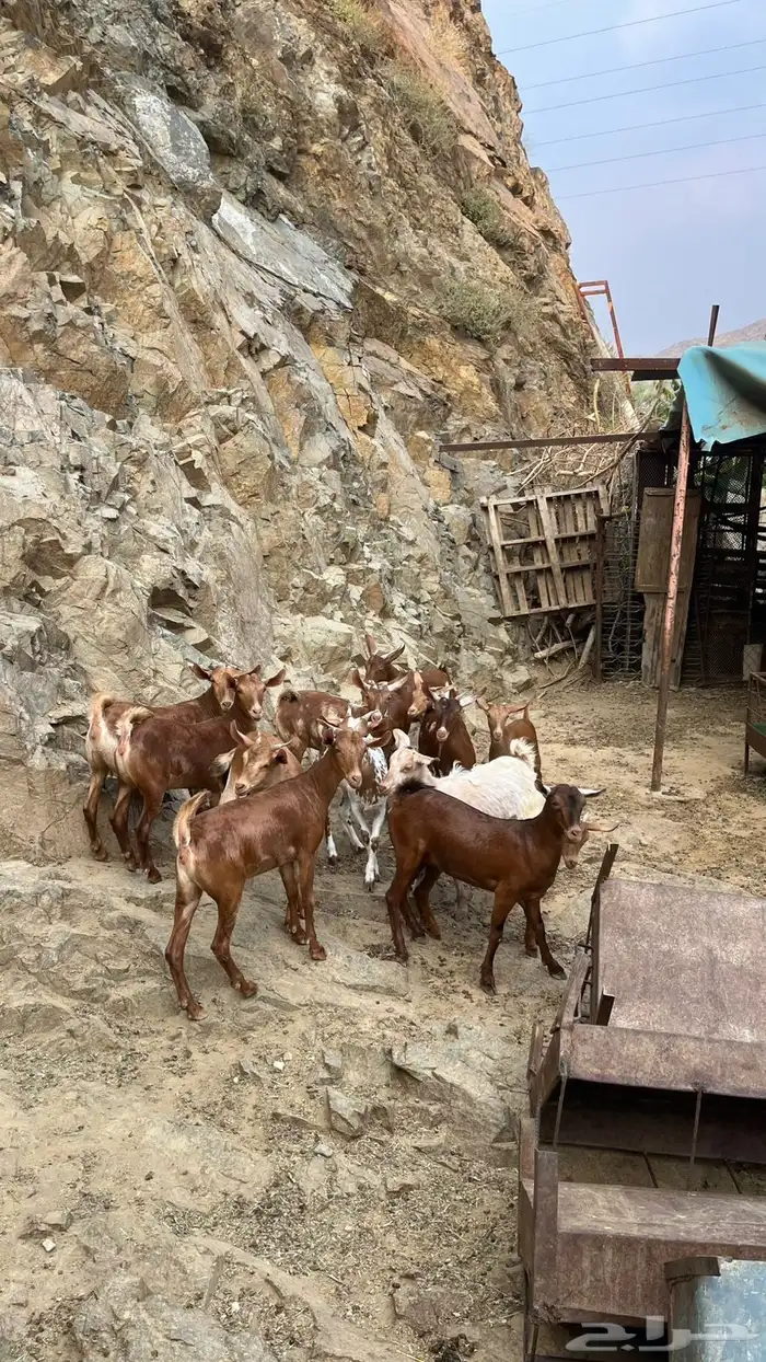 عنقان تربية 2