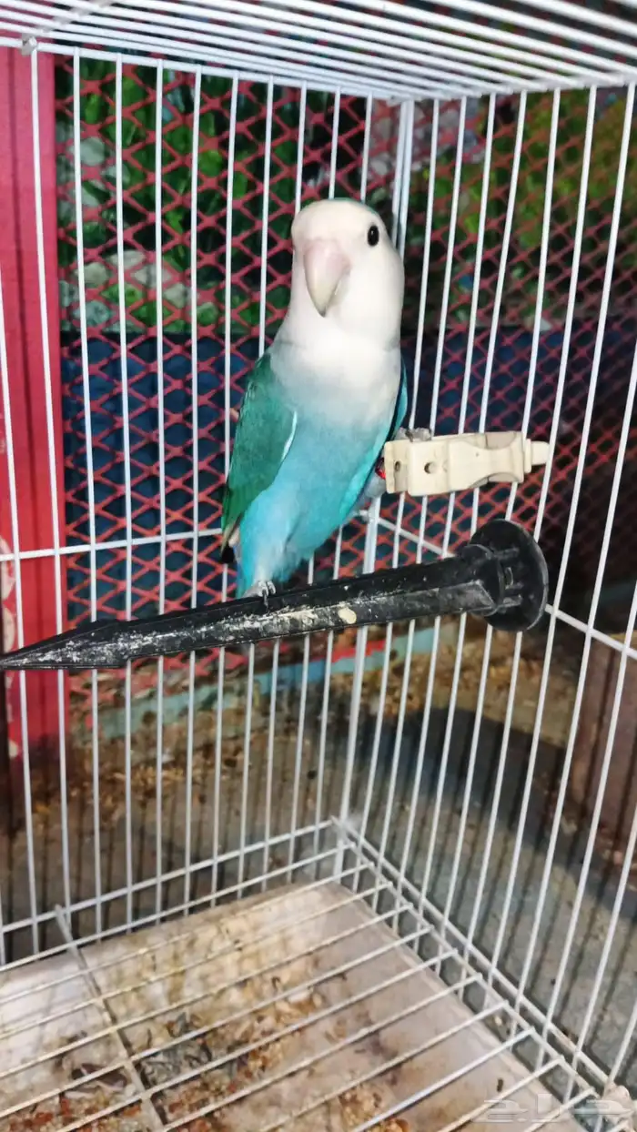 انثى روز منتج شرط شرط 0