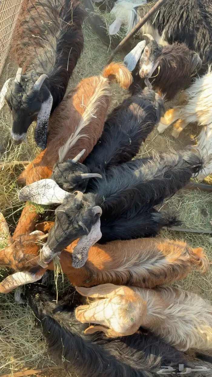 رخال وجفاره 2