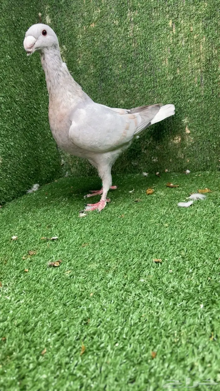 بيوتي هومر رديوس 1