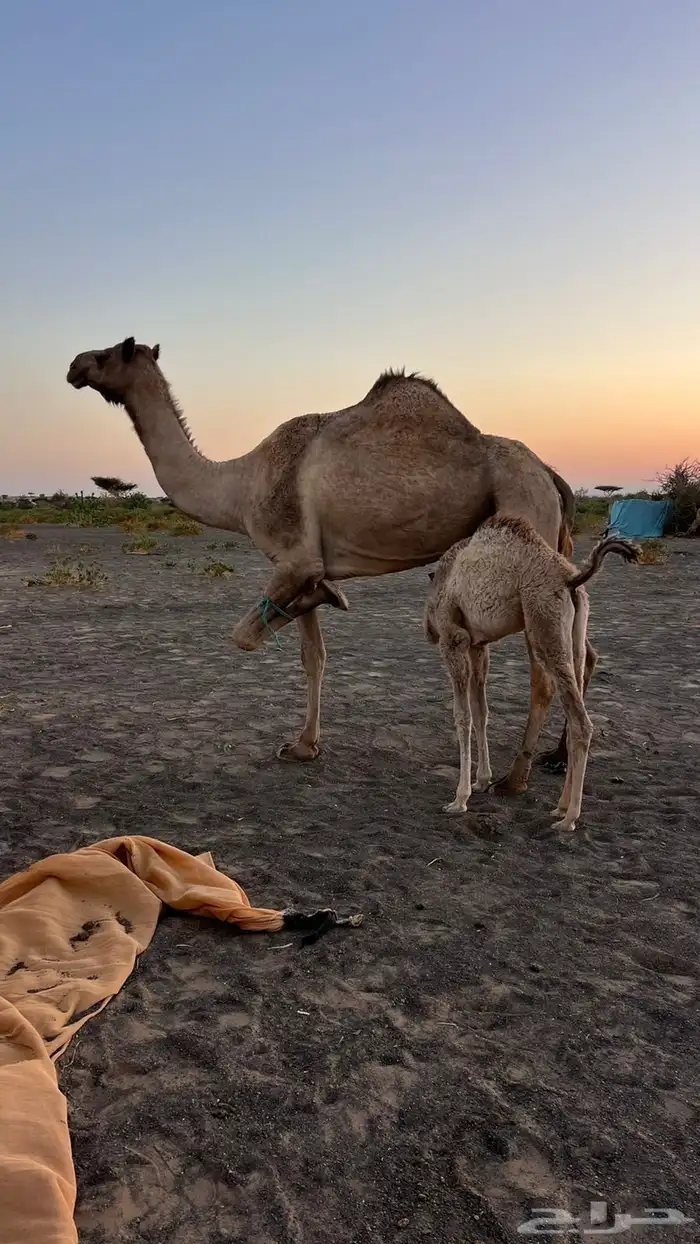 ناقه خلفة طيبه 1