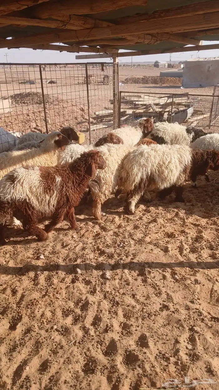 ذبائح تمارا و تابي ( بريدة) 5