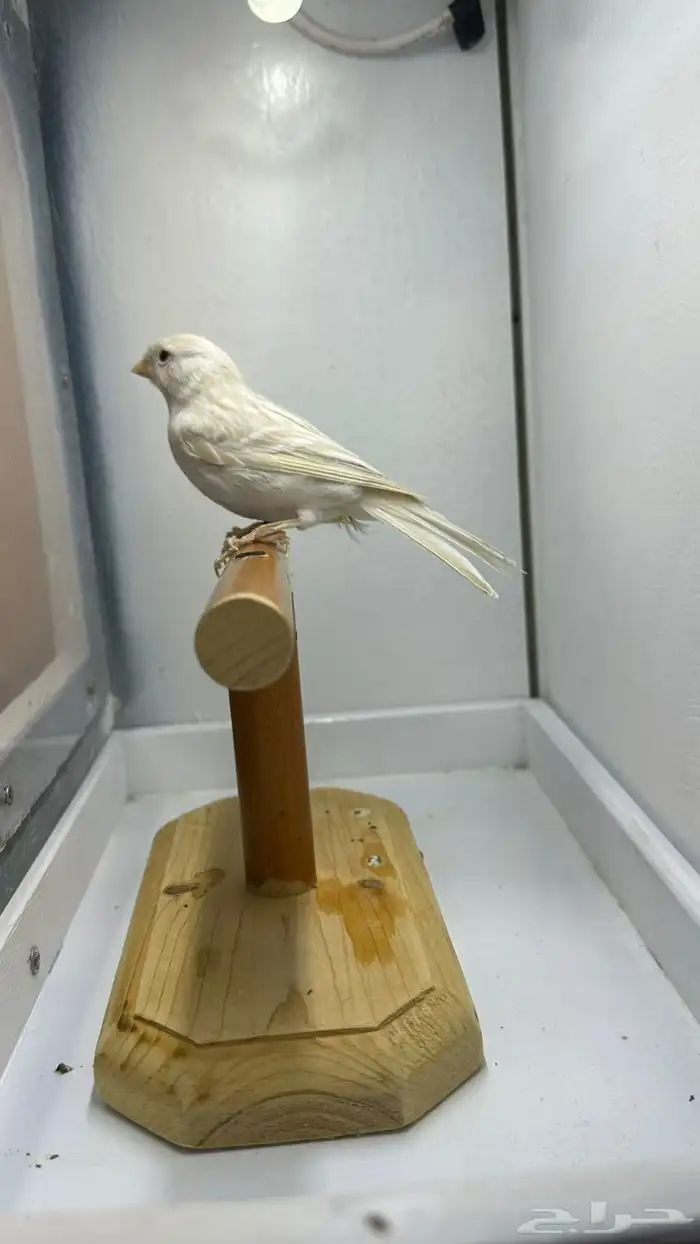 مجموعه كناري للبيع 2