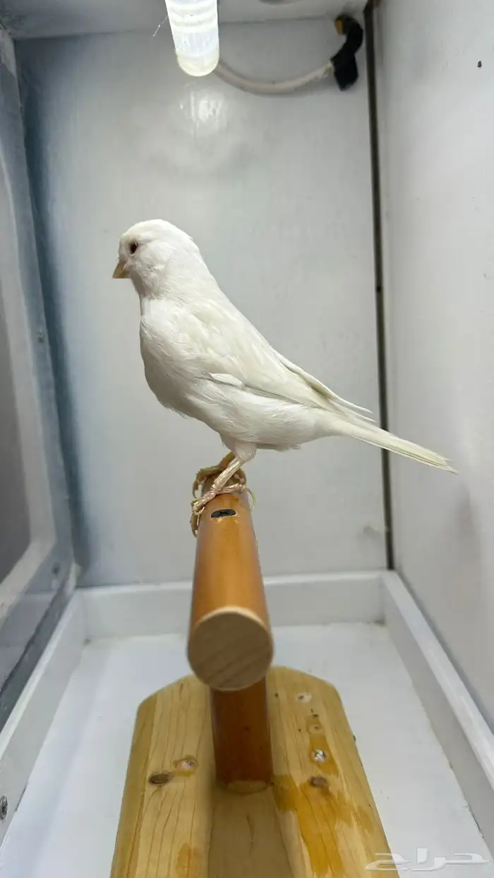 مجموعه كناري للبيع 5