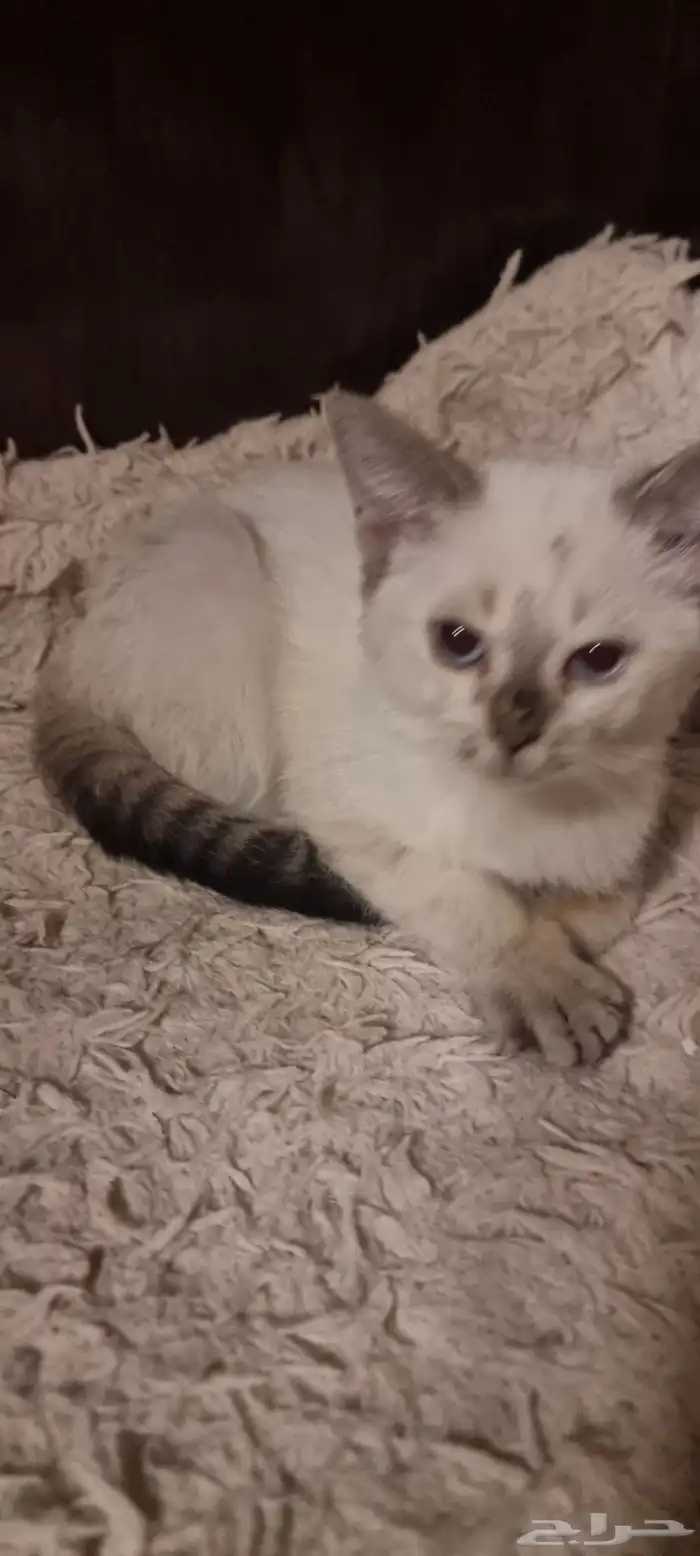 قط للتبني ذكر 0