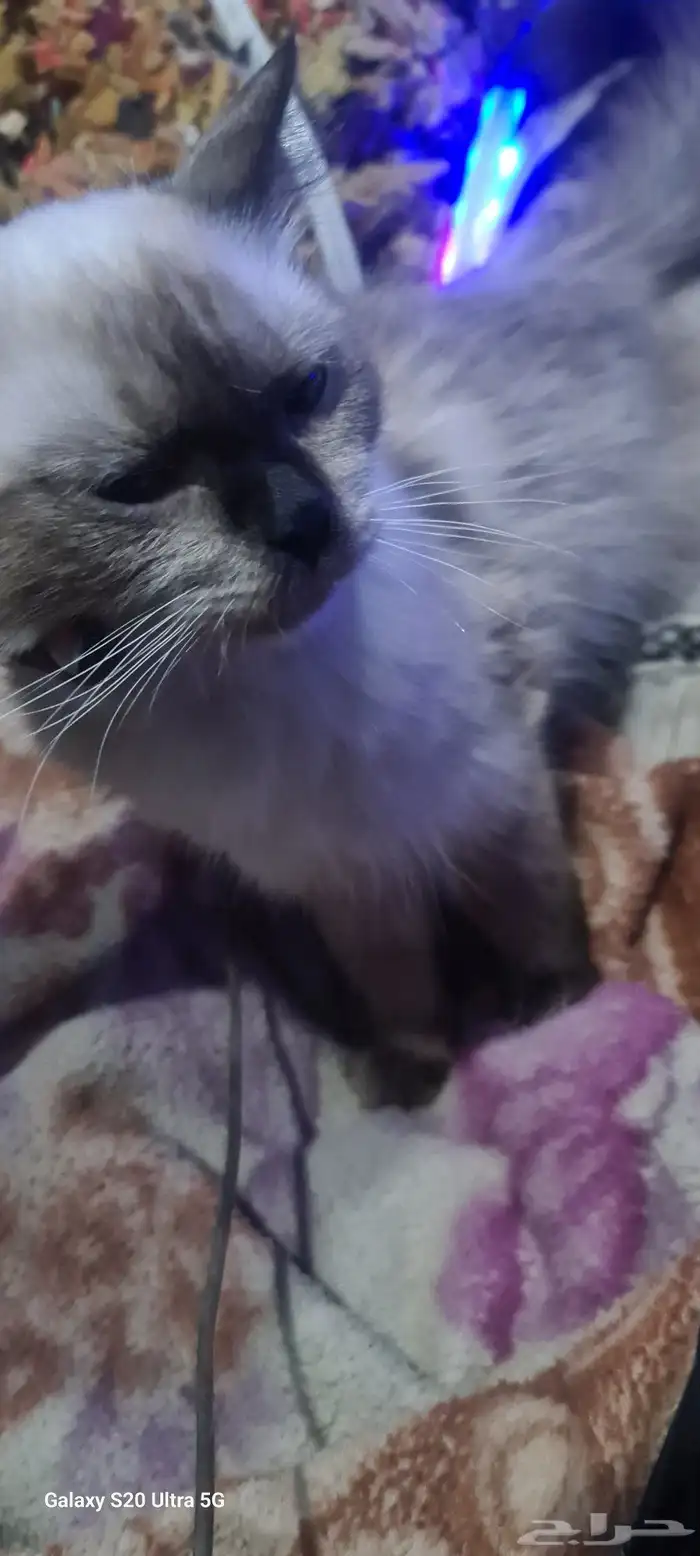 قط هملايا للتبني خنثى 0