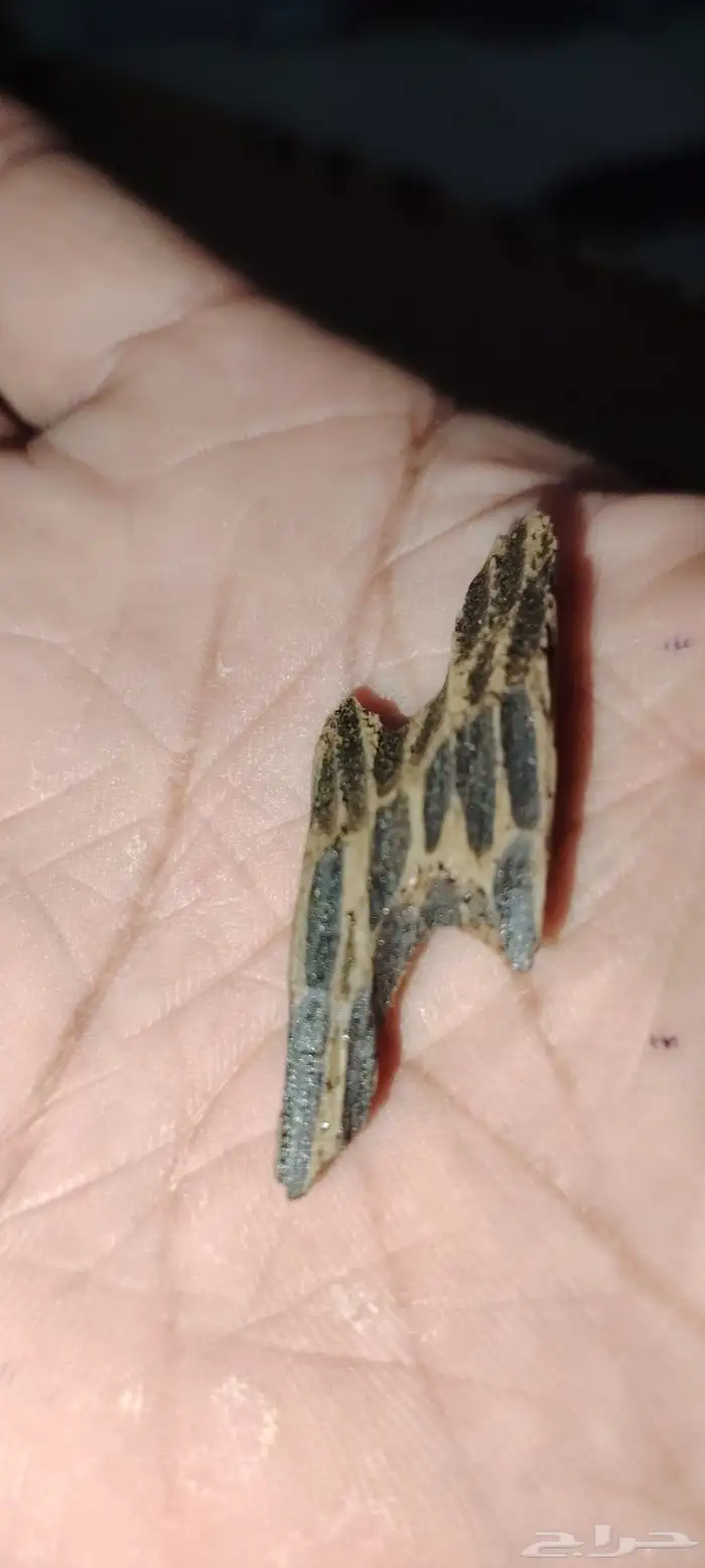 عود التايقر الفيتنامي الدرجه الاولى 0