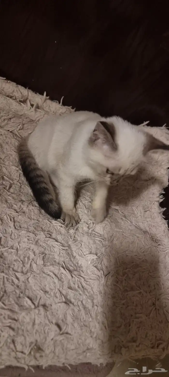 قط للتبني ذكر 2