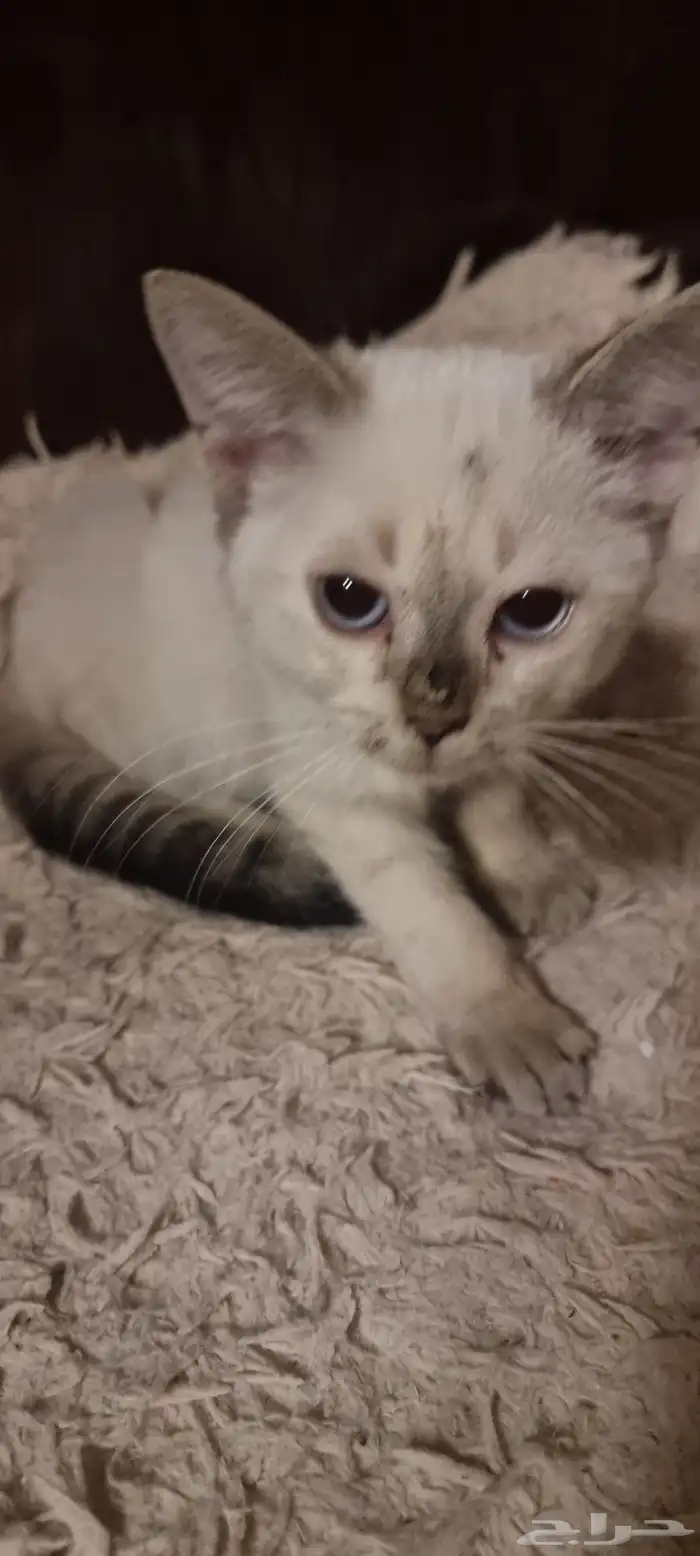 قط للتبني ذكر 1