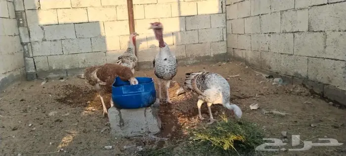 طقم رومي منتج 9