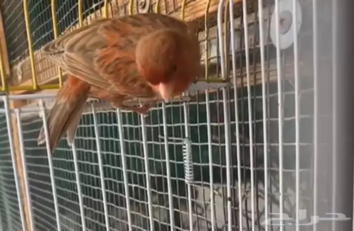 كناري اوروبي عدد 2 7