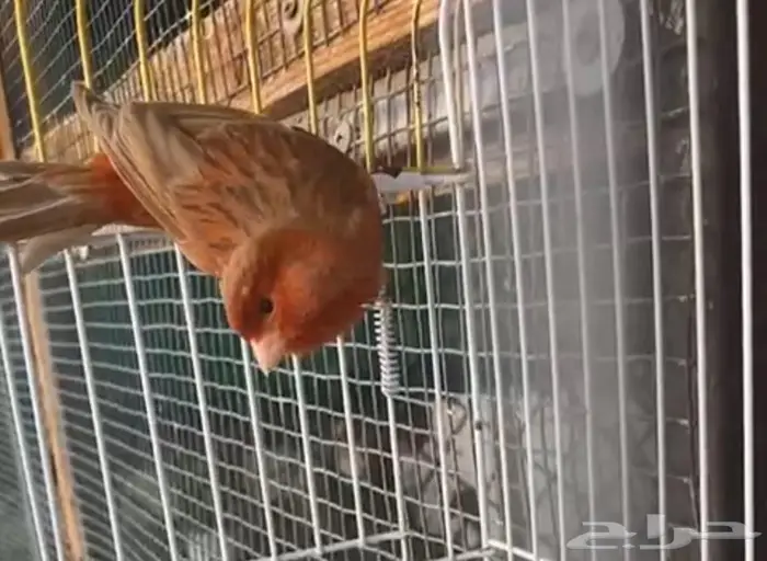 كناري اوروبي عدد 2 8