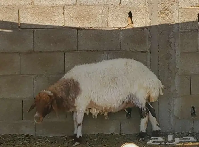 11 راس نعيم مضاريع 6