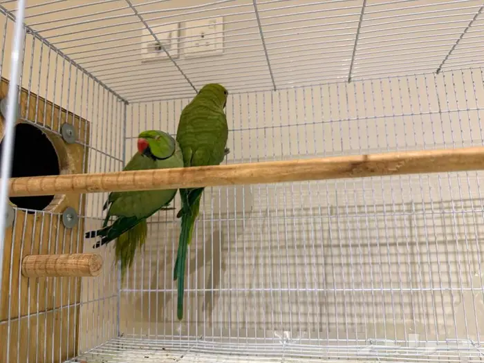 زوج دره هندي 2