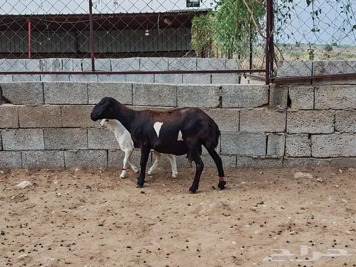 نعحه للبيع 0