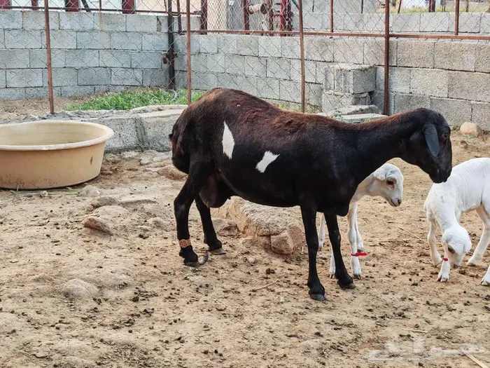 نعحه للبيع 1