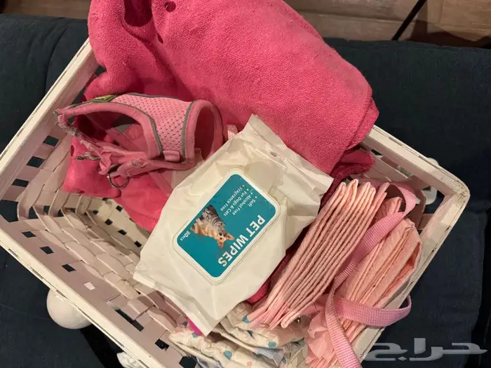 كلب مالتيبو عمره سنة ونص 7