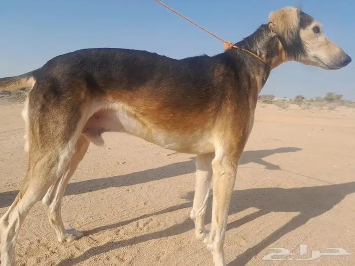 سلوقي عربي ذيخ كلب صيد مدرب 3