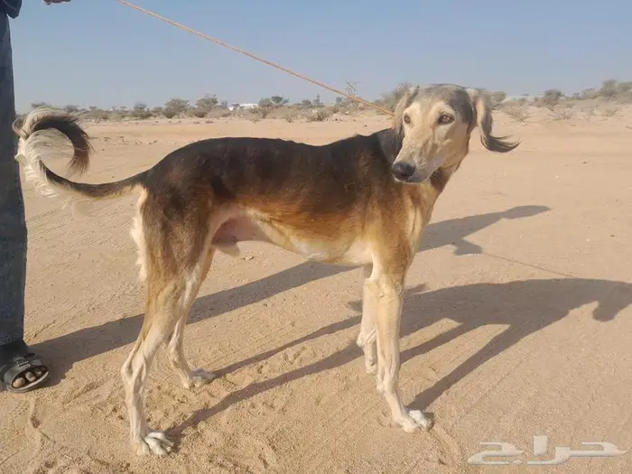 سلوقي عربي ذيخ كلب صيد مدرب 2