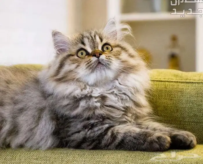 قط منزلي أليف مدرب للتبني مجانا 0