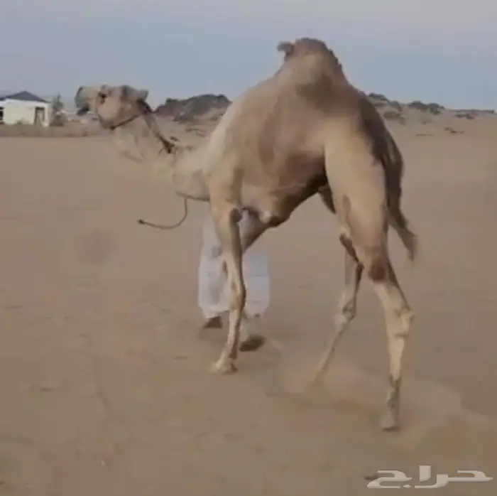 فحل هجن شكل وسلاله منتج 0