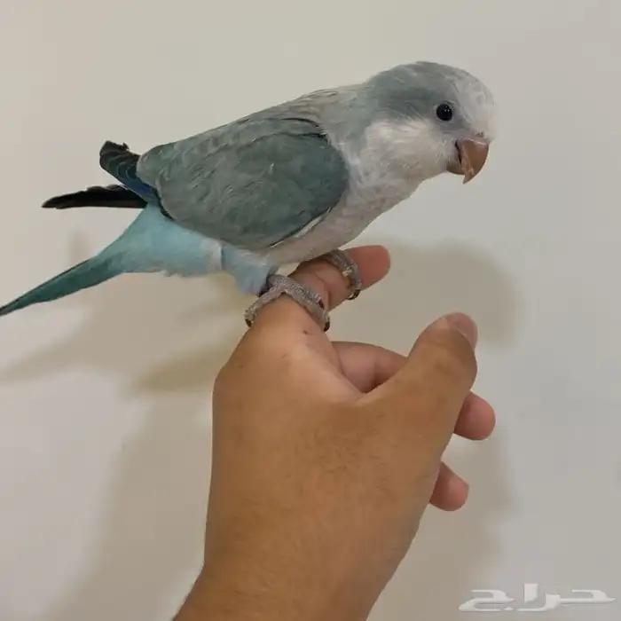 ببغاء كويكر مفقود الرس حي الشفاء 0