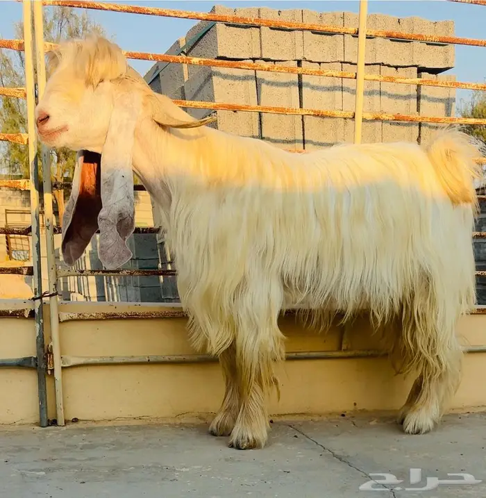 فحل عارضي اصفر كفووو 0