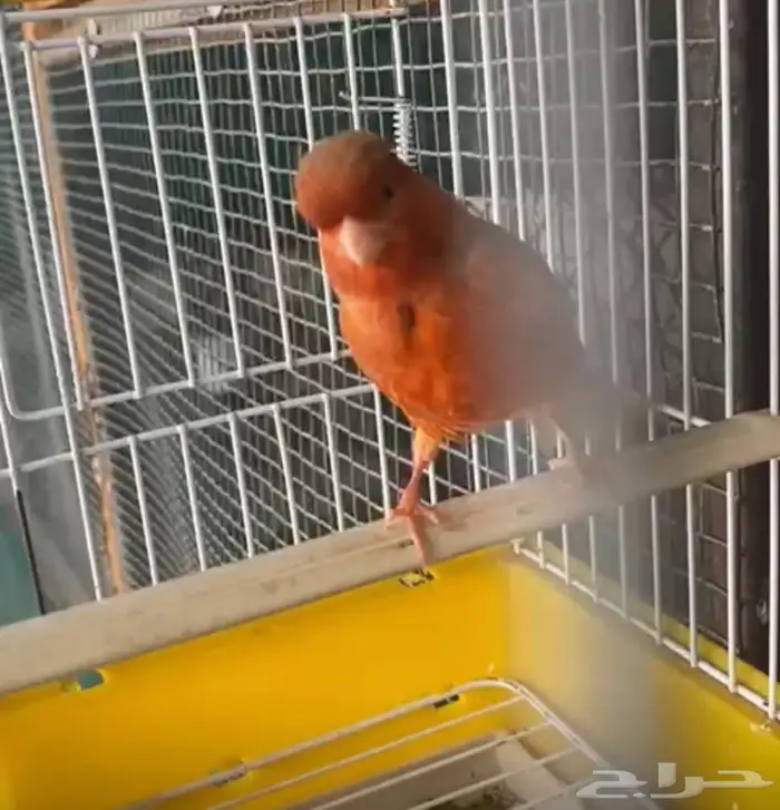 كناري اوروبي عدد 2 12