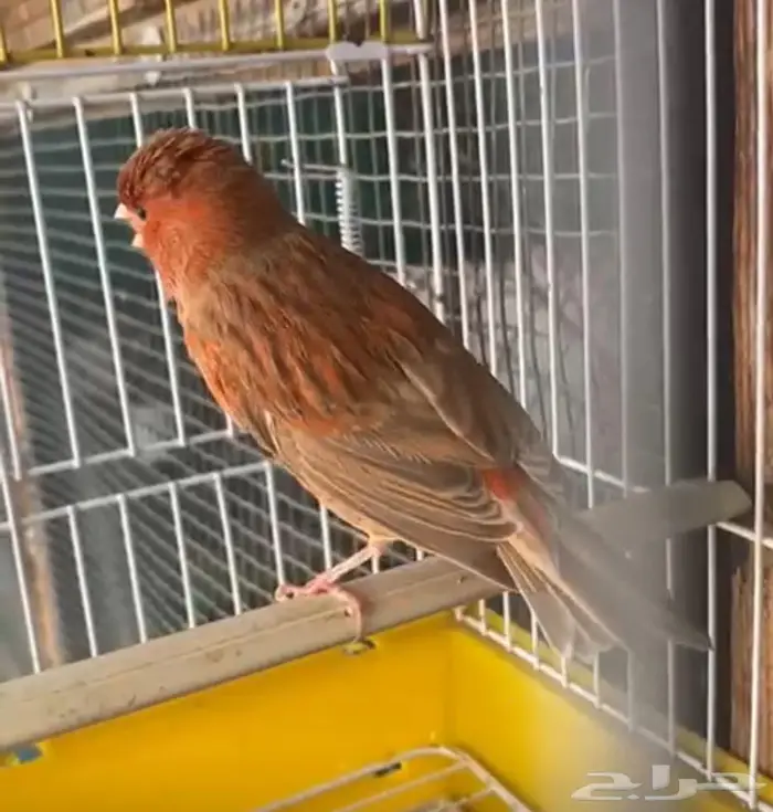 كناري اوروبي عدد 2 10