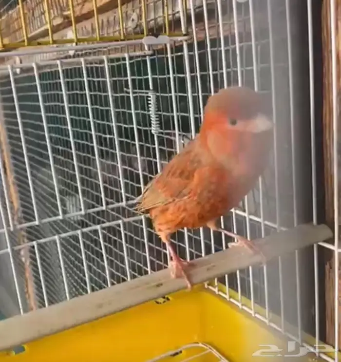 كناري اوروبي عدد 2 6