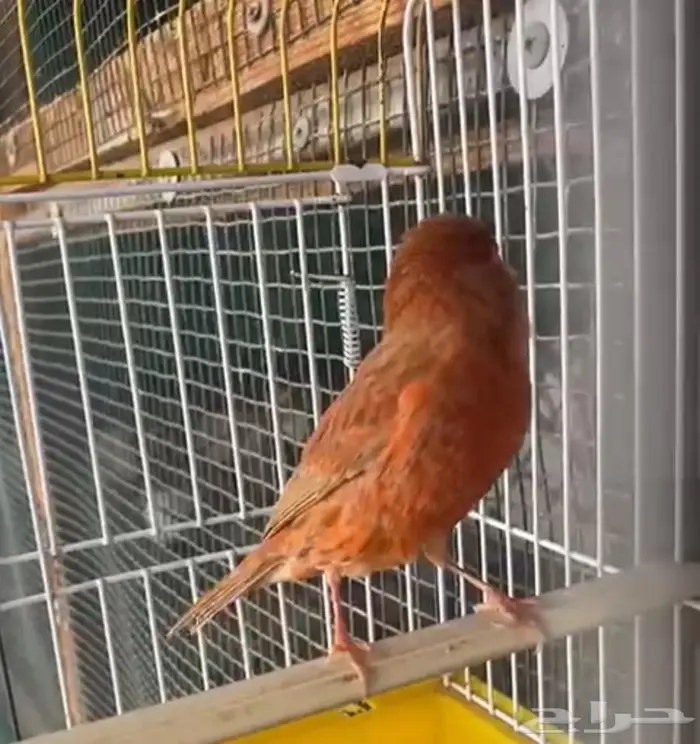 كناري اوروبي عدد 2 9