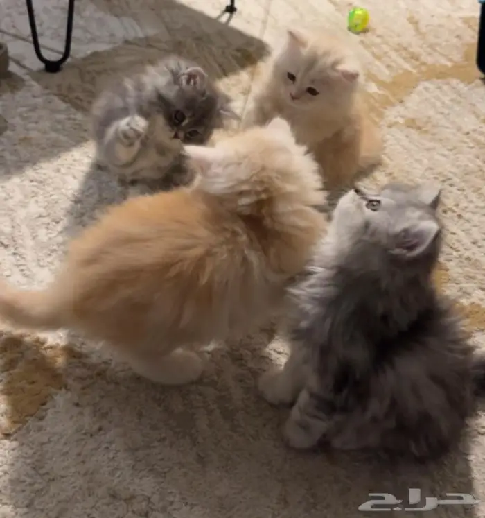 بيع قطط شيرازي بيور 2