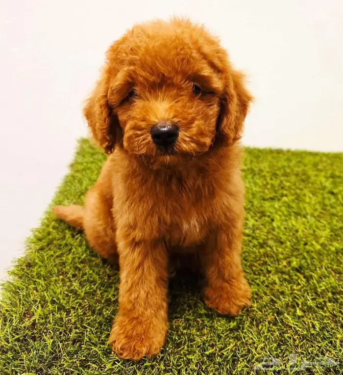 ميني توي بودل وبمرينيان ويوركي 5