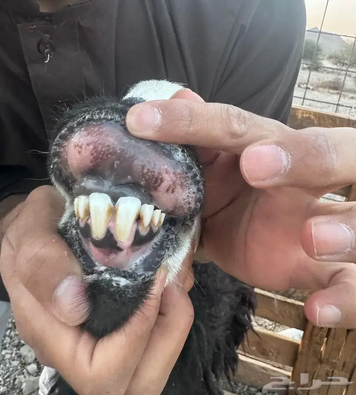 رخال نجد ولد ودفيع شرط على السونار وصغار سن غنم مراح 3