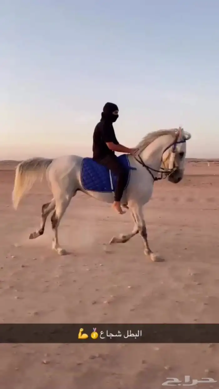 حصان عربي سباق 2