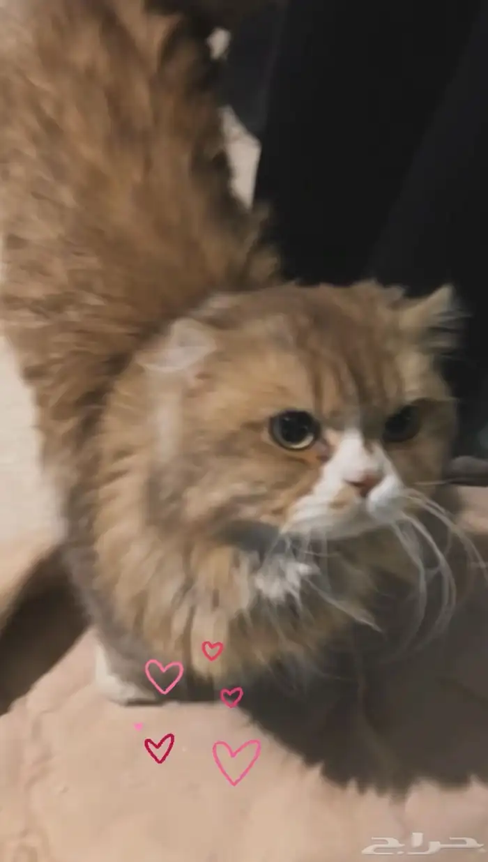 قط للتبني 0
