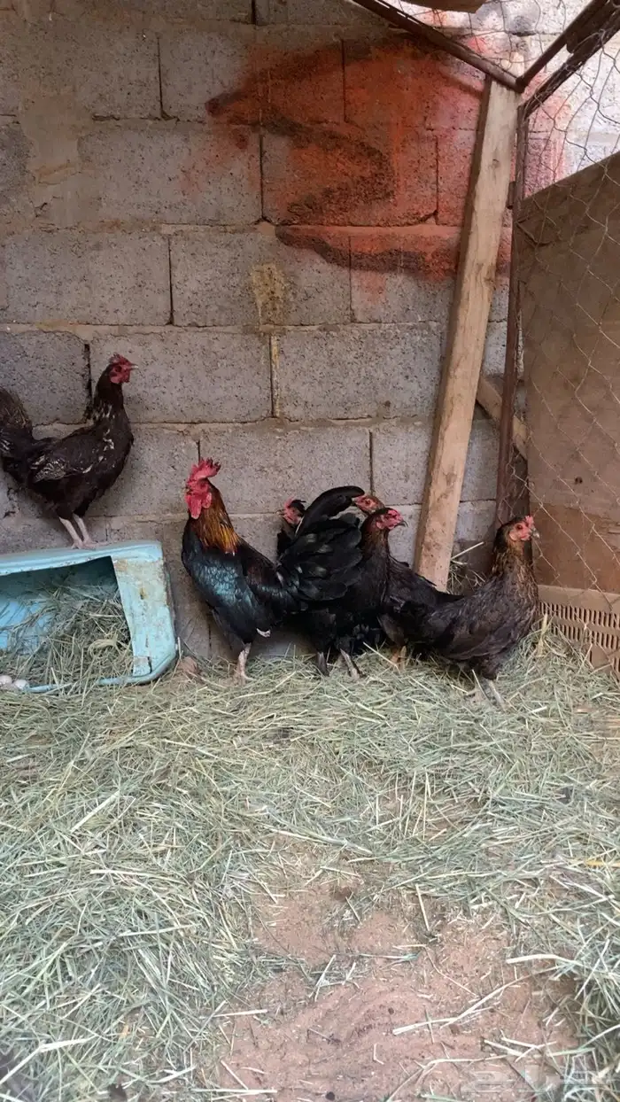 ديك وخمس دجاج 3