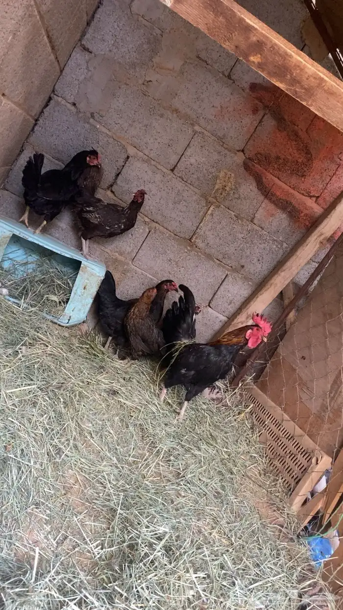 ديك وخمس دجاج 2