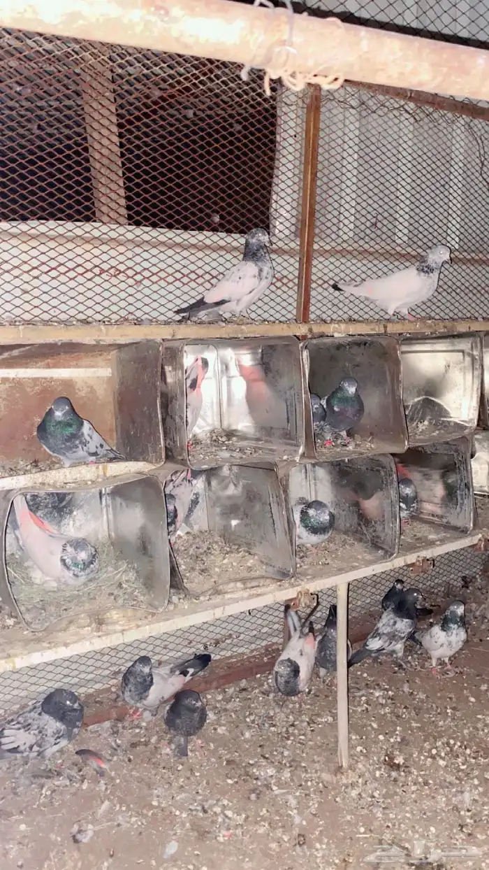 بكستاني طيران 0