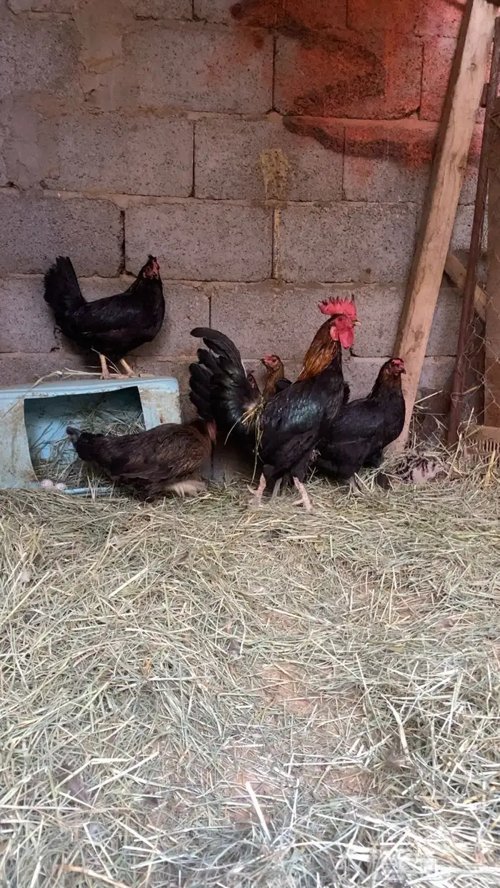 ديك وخمس دجاج 1