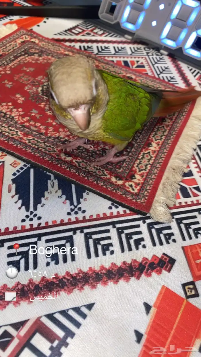 طير كنيور ضايع ابو اسلع 0