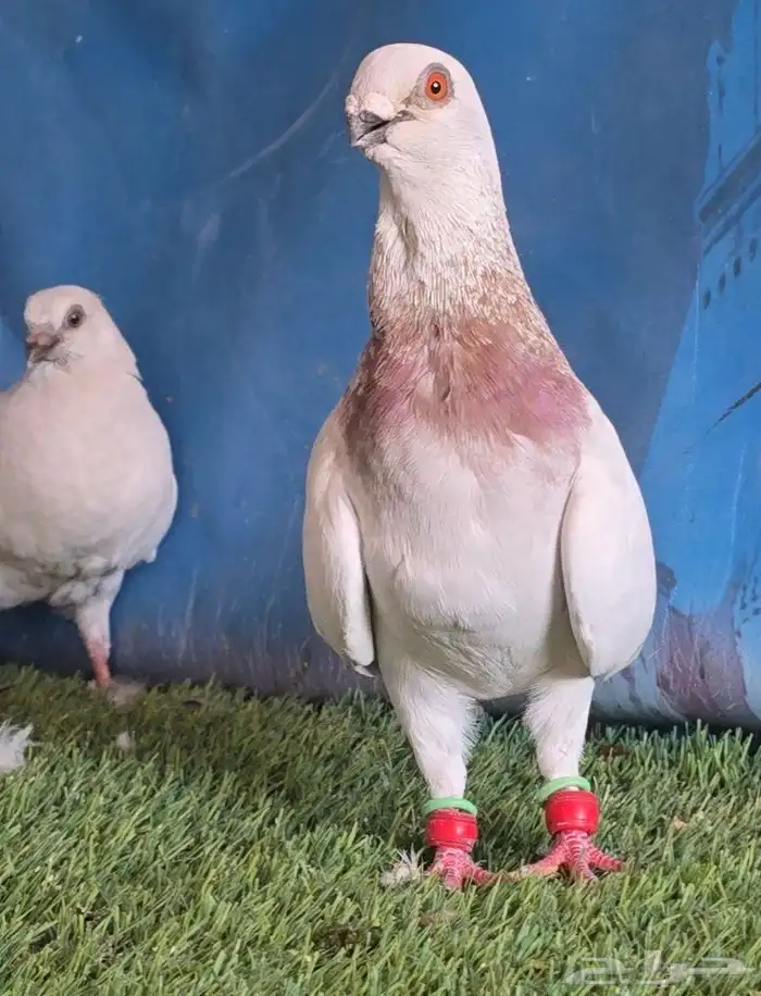 جووز بوز احمر بكحله مع انتاجه 0