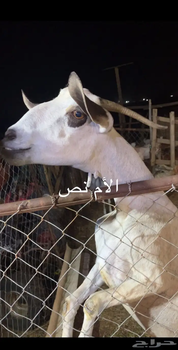 عنز كحلاء فاخره متاومه ب 3جفار كحل ماشاءالله 0