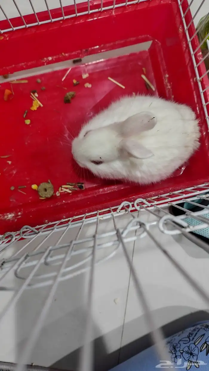 ارنب صغير عيونه فيها مشكله واتمنى الي ياخذه يخاف الله فيه 1