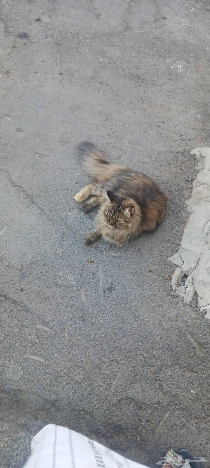 بسه ضايعه واضح انها حقت بيت الي له يكلمني خاص او واتس 0